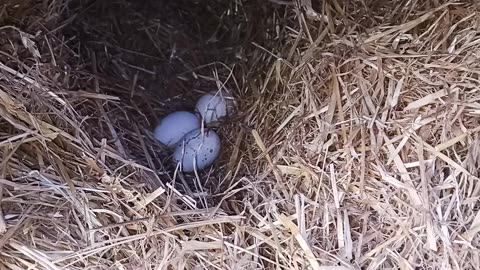 Week 1 of My Jenny Turkeys Egg 🥚 Laying Saga