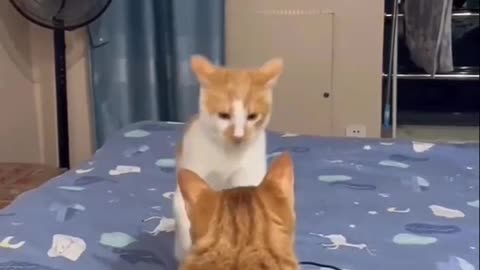 Cute Cat Fight Compilation