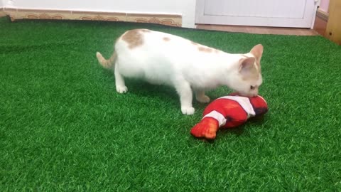 My Cats Vs Fish toy