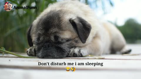 Cute dog puppy sleeping 🛌 dog's videos, cute puppy