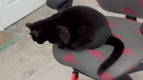 Adopting a Cat from a Shelter Vlog - Cute Precious Piper is Checking Out the Chair Mat