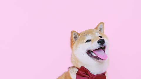 Cute Dog With A Bow Tie Standing Politely Good Looking