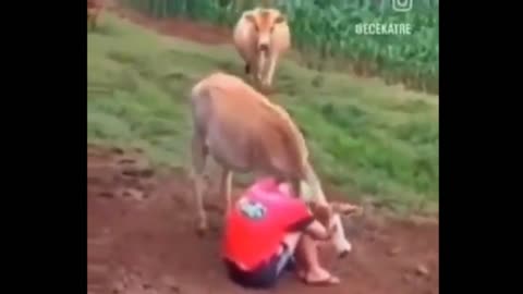 A Sad Farmer Is Cheered Up By His Animals