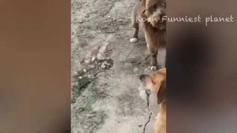 Funny cats and dogs