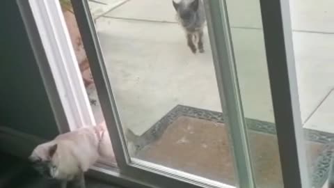 Small Cat Opens Large Door