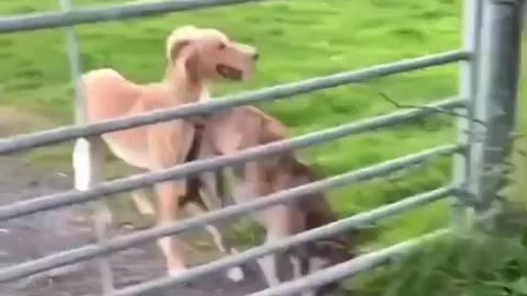 Dog trying to jump over stairs