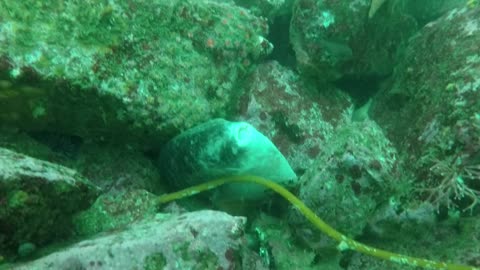 Divers try to help an injured baby sunfish