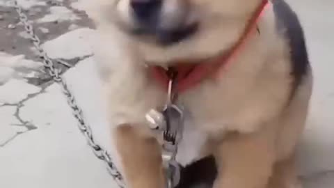 Dog funny video