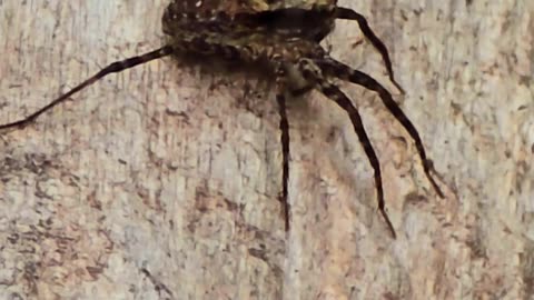 Beautiful spider on a wood / A very beautiful arachnid in the forest.