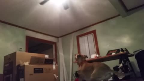 Dog vs ceiling fan