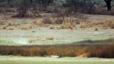 WORLD'S FASTEST ANIMALS FAIL! Grand's gazzele take down cheetah with horns lion hunt imapala fail