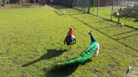 Turkey vs Peacock - who will win