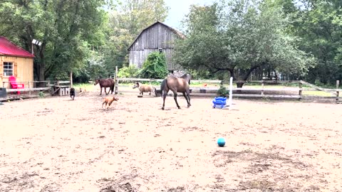 Horsing around the paddock. Mini Molly, Sven, Mel and the dogs on a nice summers day