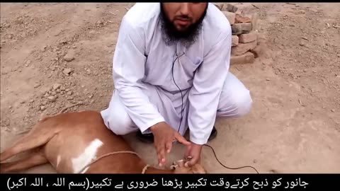 Janwar Zibah karne ka sunnat tarika(practically)Bakra zibah karne ka aasan tarika