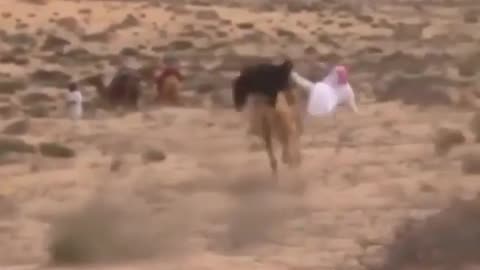 Riding a camel is not easy