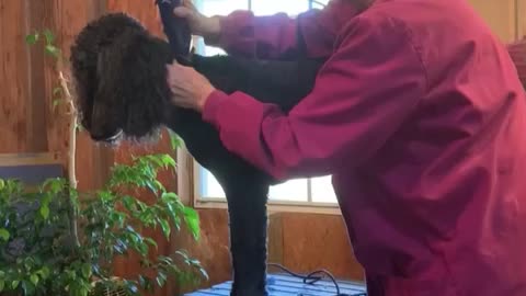 Time lapse video of me shaving Zak, standard poodle