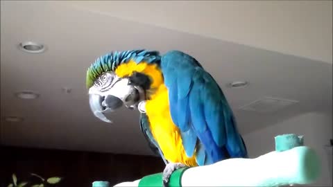 Parrot whistles and dances and talking funny beautiful Parrot