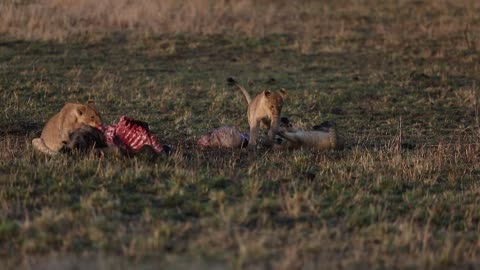 Wildlife in closer view with a natural perspective.