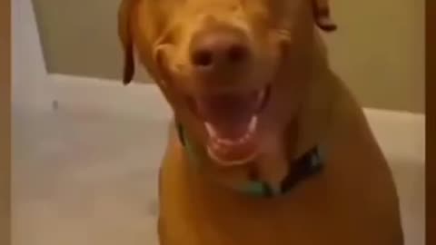 Funny 🤣 dogs video try not to laugh 😂