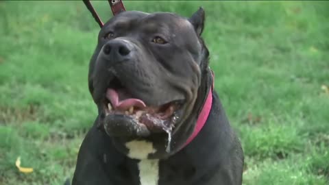 Prime Minister says he will ban American XL bully dogs after rise in attacks