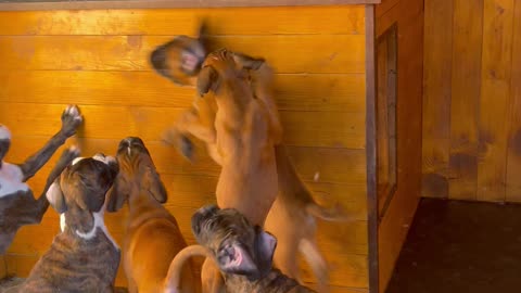 Boxer Mama Toys with Pups From on Top of Dog House