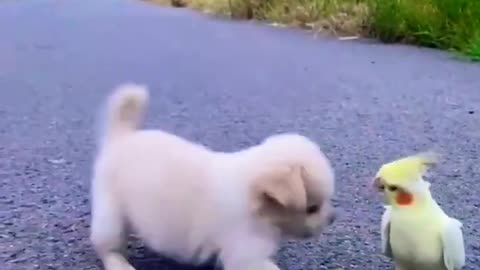 Puppy and parrot playing