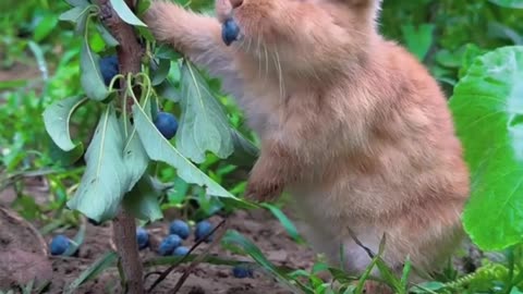 Cute bunny eating 😍😍😍