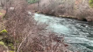 Aqua River Flowing in the Wilderness – Metolius River – Central Oregon