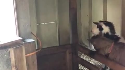 Goat Learns To Open Stable Gate And Frees Themselves And Their Friend