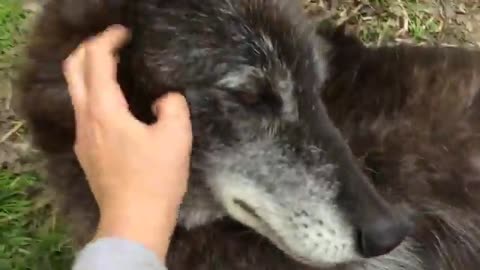 dog very happy wolf