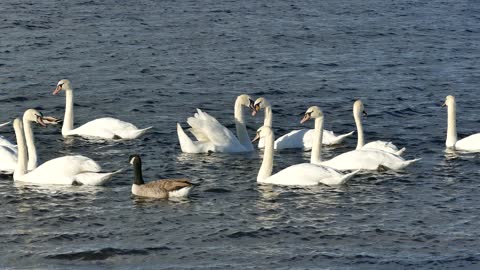 Swans & Ducks In The Water :)