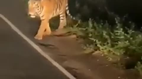 Tiger sighted on mahabaleshwar road