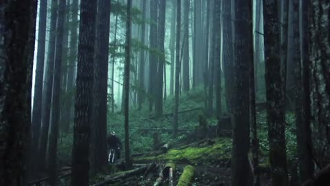 Amazing Freeride Forest