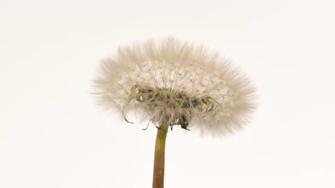 Dandelion time lapse flower to seedhead blowing away 4K