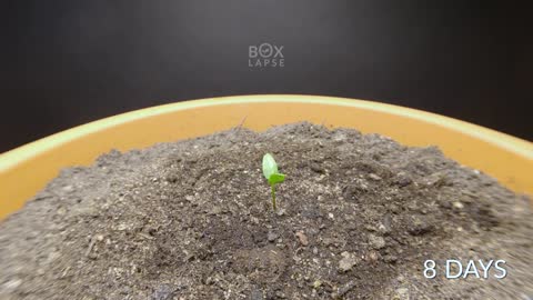 PURPLE BELL PEPPER Time-lapse