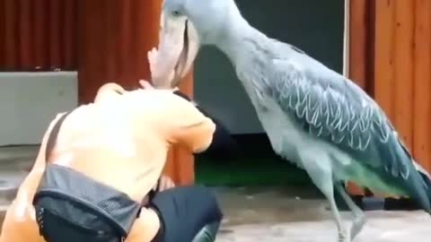 Shoebill - the strangest bird in the world.