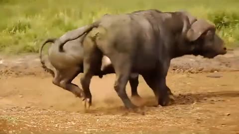 Intense animal fight: Must watch!