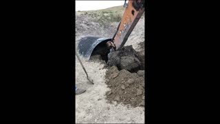 Rescuing a Cow Stuck in a Culvert