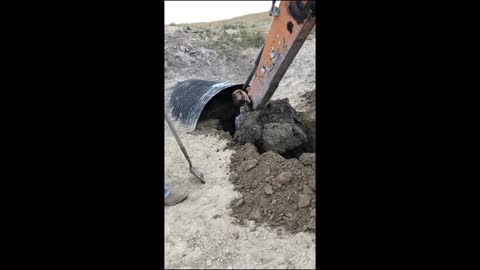 Rescuing a Cow Stuck in a Culvert