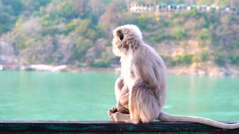 Cute white monkey sitting next to a river