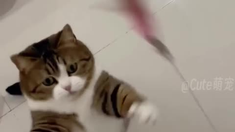 Funny cat short video 🐱 😂#shorts #rumble