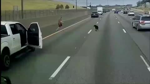 DOG JUMPS OUT OF CAR crash compilation,car crashes