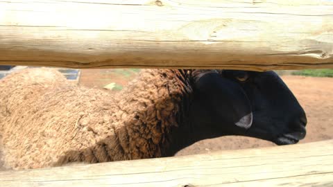 A Sheep In A Field Cage .