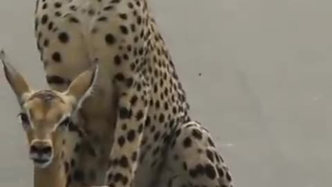 A young cheetah makes its first kill - video