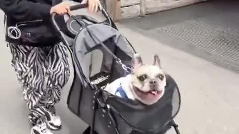 Hilarious Video of Dog making Human noises in a Pram 🤪🤪 (MUST SEE)