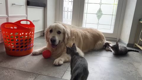 Golden Retriever and funny kittens and dog