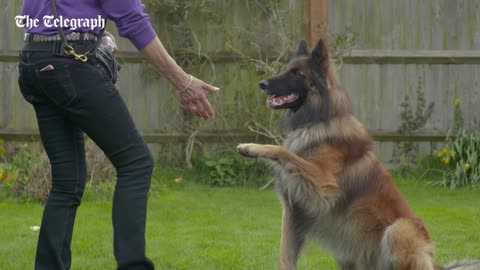 How to teach your dog to shake hands | Stunt Dogs