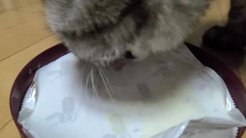 Scottish Fold cat likes vanilla ice cream