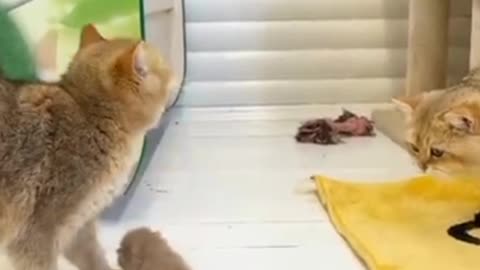 Cute cat baby video