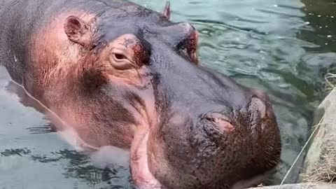 Hippo juicer